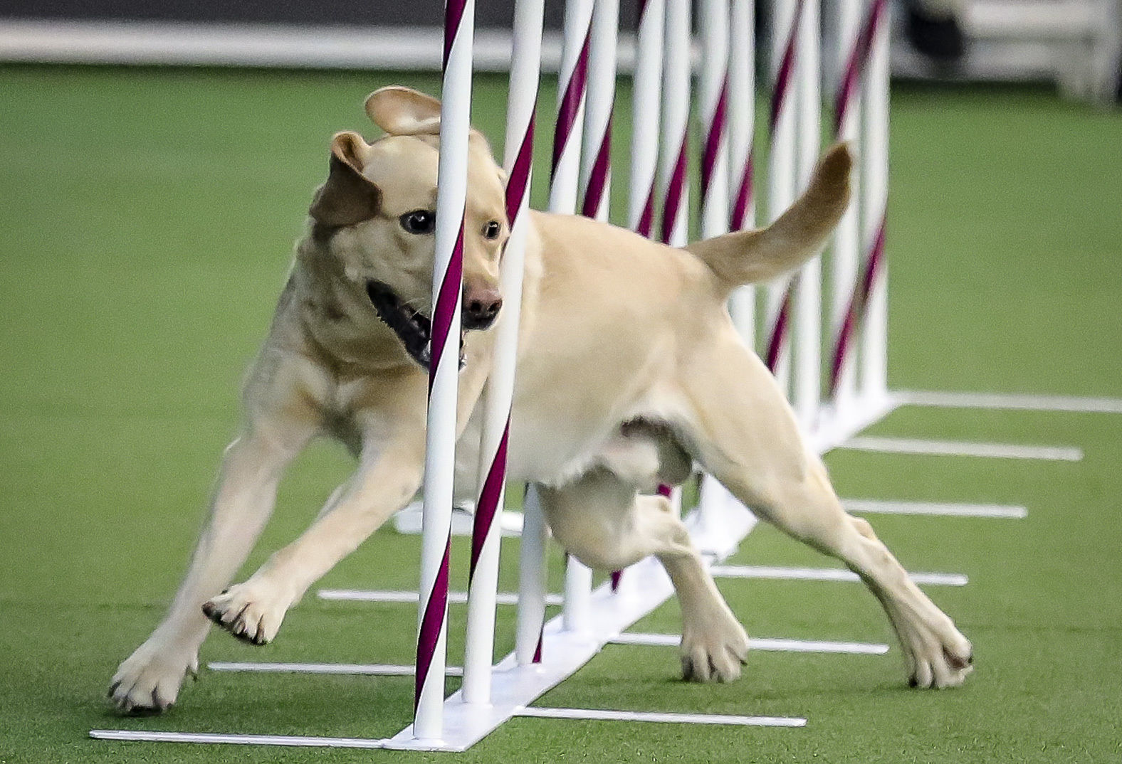 1. Labrador retriever